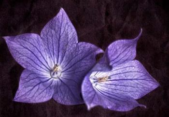 Balloon Flower | Obraz na stenu