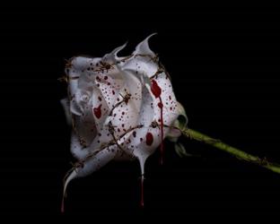 Bleeding Rose | Obraz na stenu