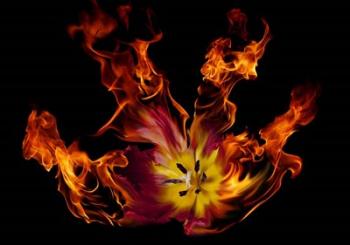 Flaming Tulip | Obraz na stenu