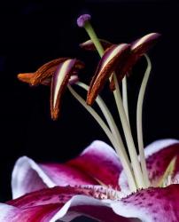 Hot Pink Lily Closeup | Obraz na stenu