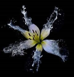 Lily Splish Splash | Obraz na stenu