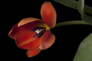 Orange Tulip | Obraz na stenu