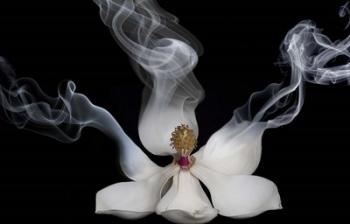 Smoking Magnolia | Obraz na stenu