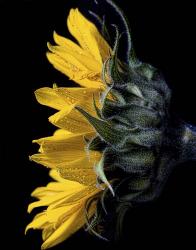 Sunflower | Obraz na stenu