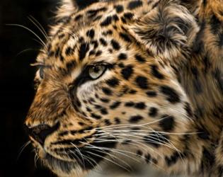 Amur Leopard Copy | Obraz na stenu