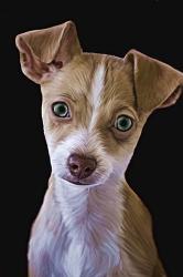 Chihuahua | Obraz na stenu