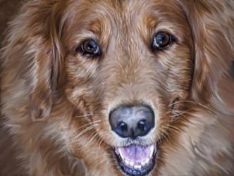 Golden Retriever | Obraz na stenu