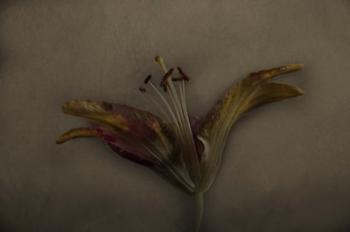 Asiatic Lily | Obraz na stenu