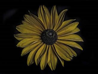 Sunflower | Obraz na stenu