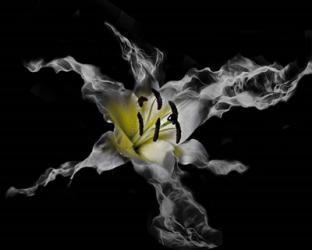 Yellow Lily | Obraz na stenu