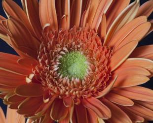 Gerber Daisy Close-Up | Obraz na stenu