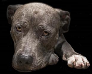 Pit Bull Terrier | Obraz na stenu