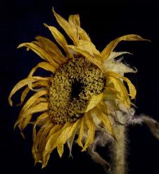 Dried Sunflower 2 | Obraz na stenu