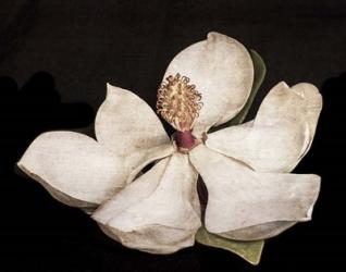 Magnolia 2 | Obraz na stenu