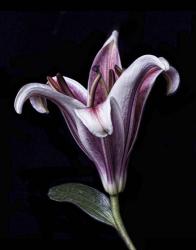 Purple Lily | Obraz na stenu