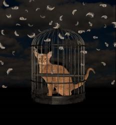 BirdCaged Cat | Obraz na stenu