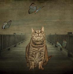 Cat and Butterflies | Obraz na stenu