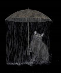 Cat in Rain | Obraz na stenu