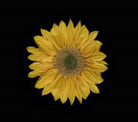 Sunflower 2 | Obraz na stenu
