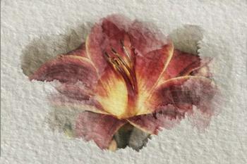 Red Lily | Obraz na stenu