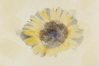 Sunflower 3 | Obraz na stenu