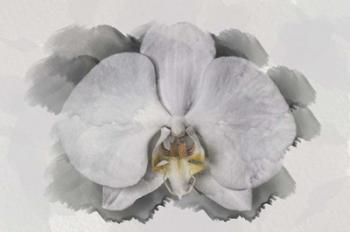 White Orchid | Obraz na stenu