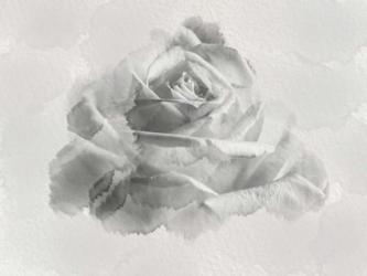 White Rose | Obraz na stenu