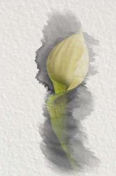 Yellow Calla Lily | Obraz na stenu