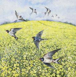 The First Swallows | Obraz na stenu