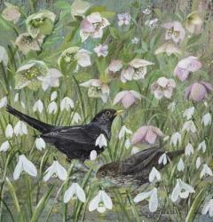 Blackbirds and Spring Flowers | Obraz na stenu