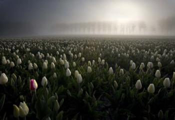 Tulip field | Obraz na stenu