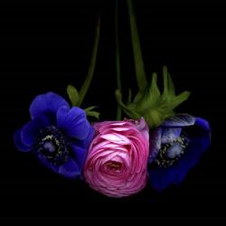 Anemone And Ranunculus | Obraz na stenu