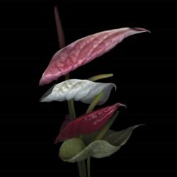 Anthurium 2 | Obraz na stenu