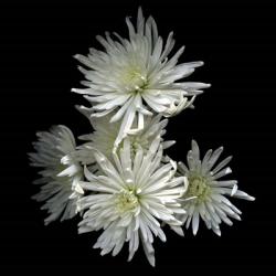 Corsage - Chrysanthemums | Obraz na stenu