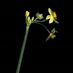 Daffodil | Obraz na stenu