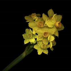 Daffodils - Narcissus | Obraz na stenu