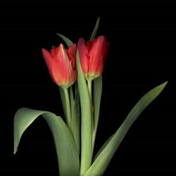 Duet - Tulips | Obraz na stenu