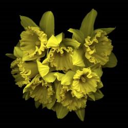 Explosion In Yellow - Daffodils | Obraz na stenu