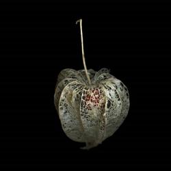 Filigree - A Jewel, Physalis | Obraz na stenu