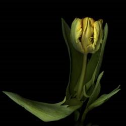 Golden Parrot Tulip | Obraz na stenu