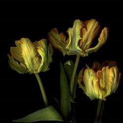 Golden Parrot Tulips | Obraz na stenu