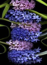 Hyacinth 2 | Obraz na stenu