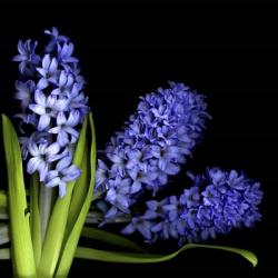 Hyacinth 3 | Obraz na stenu