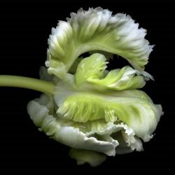 Le Beau Monstre - Parrot Tulip | Obraz na stenu