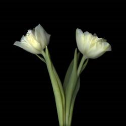 Off-White Tulips | Obraz na stenu