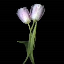 Pale Pink Tulips | Obraz na stenu