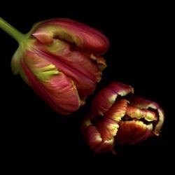 Parrot Tulips 1 | Obraz na stenu