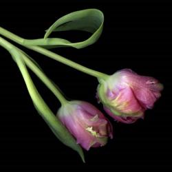 Pink Parrot Tulips | Obraz na stenu