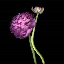 Pink Ranunculus 1 | Obraz na stenu