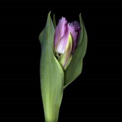 Pink Tulip 1 | Obraz na stenu